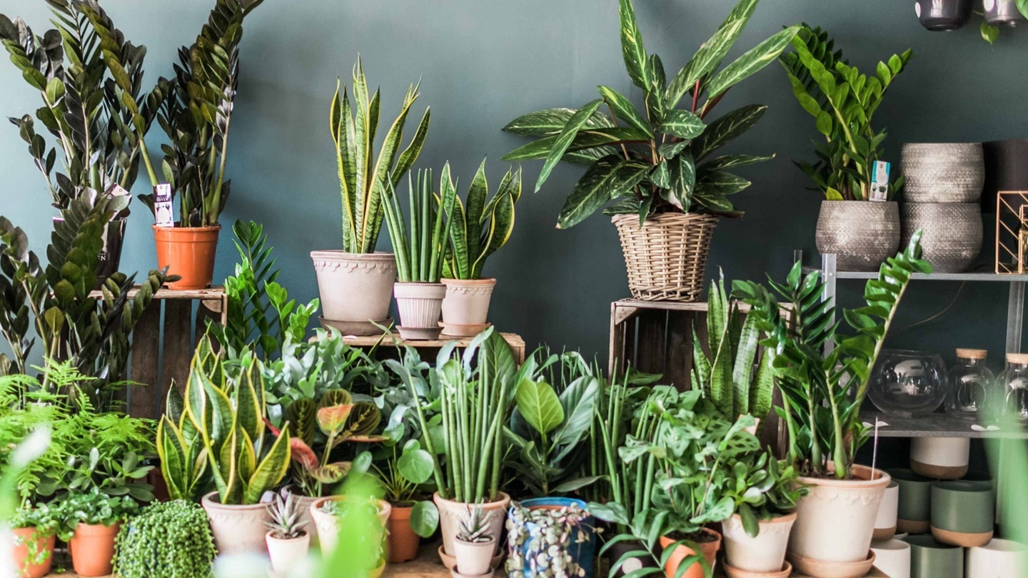 5 Aplikasi untuk Pecinta Tanaman, Rawat dengan Sentuhan Digital