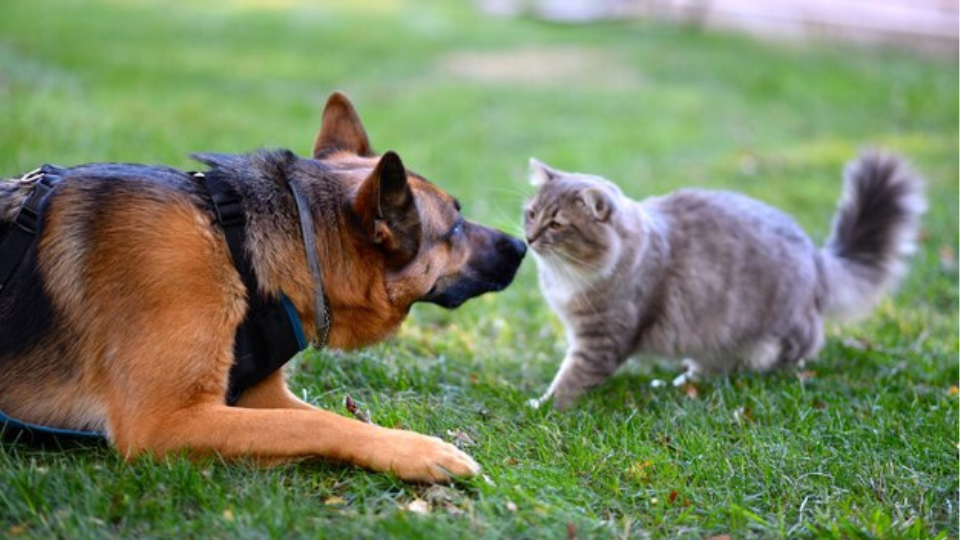 9 Aplikasi untuk Hewan Peliharaan yang Wajib Kamu Coba