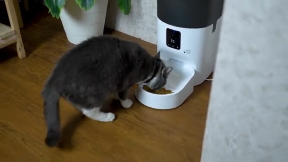 6 Rekomendasi Gadget buat Pecinta Kucing, Banyak Fungsi Cerdas!