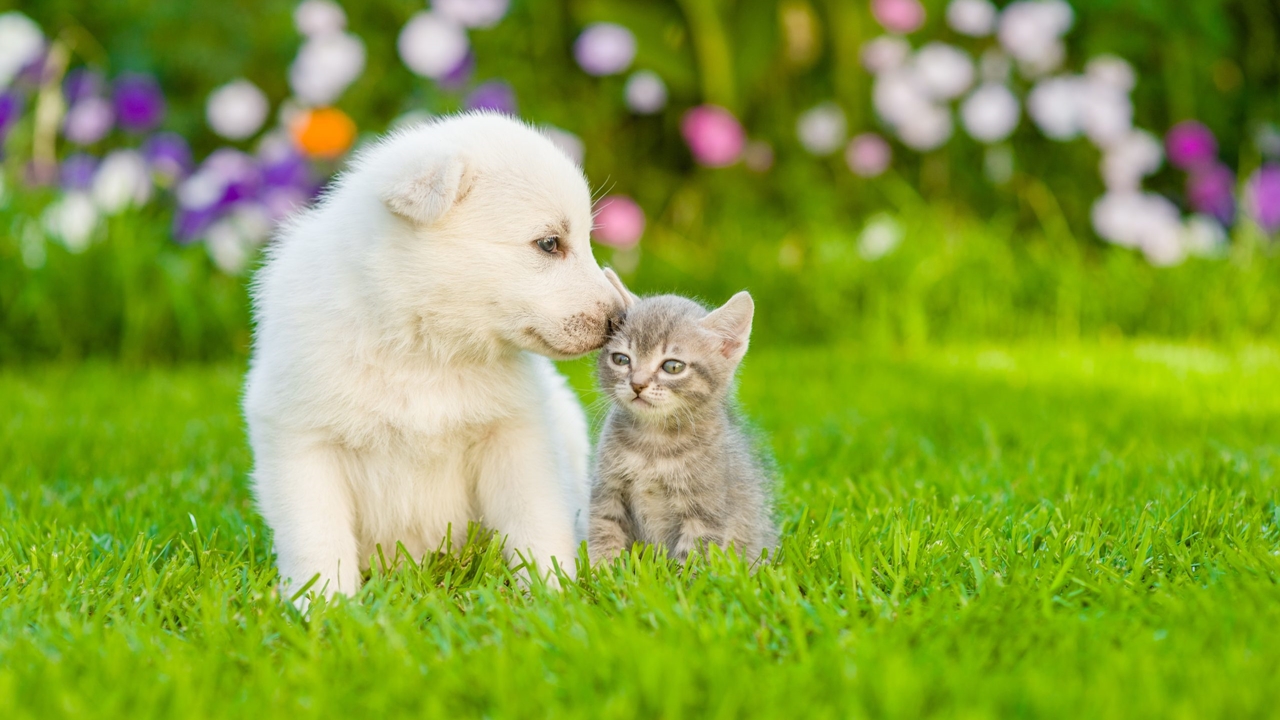 5 Cara Menjaga Anabul dari Jauh, Bisa Dengan Aplikasi