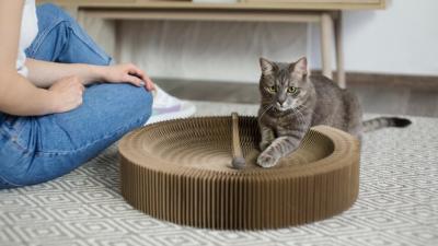 7 Tips Meninggalkan Kucing di Rumah Sendirian dengan Aman